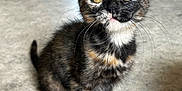 Mira Yumi participe au concours pour gagner de l'argent avec cette photo : kitten, cat, tortoiseshell, pet, animal, whiskers, floor, indoor, curious, young, feline, cute, sitting, yellow_eyes, small, fur, domestic, attention, playful, background