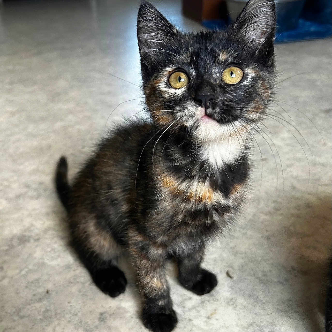Mira Yumi participe au concours pour gagner de l'argent avec cette photo : animal, attention, background, cat, curious, cute, domestic, feline, floor, fur, indoor, kitten, pet, playful, sitting, small, tortoiseshell, whiskers, yellow_eyes, young