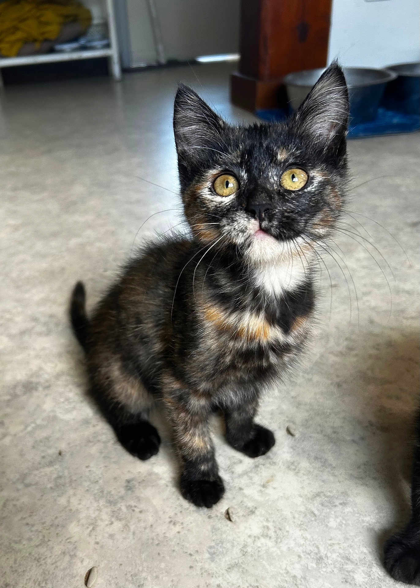 Mira Yumi participe au concours pour gagner de l'argent avec cette photo : kitten, cat, tortoiseshell, pet, animal, whiskers, floor, indoor, curious, young, feline, cute, sitting, yellow_eyes, small, fur, domestic, attention, playful, background