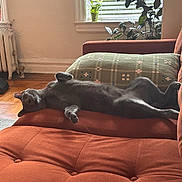 Prince Tuesday joined the competition — help win amazing prizes! cat, gray_cat, couch, indoor, relaxed, sleeping, window, blinds, plant, pillow, furniture, sunlight, home, cozy, pet, animal, living_room, resting, soft_light, comfort