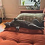 cat, gray_cat, couch, indoor, relaxed, sleeping, window, blinds, plant, pillow, furniture, sunlight, home, cozy, pet, animal, living_room, resting, soft_light, comfort