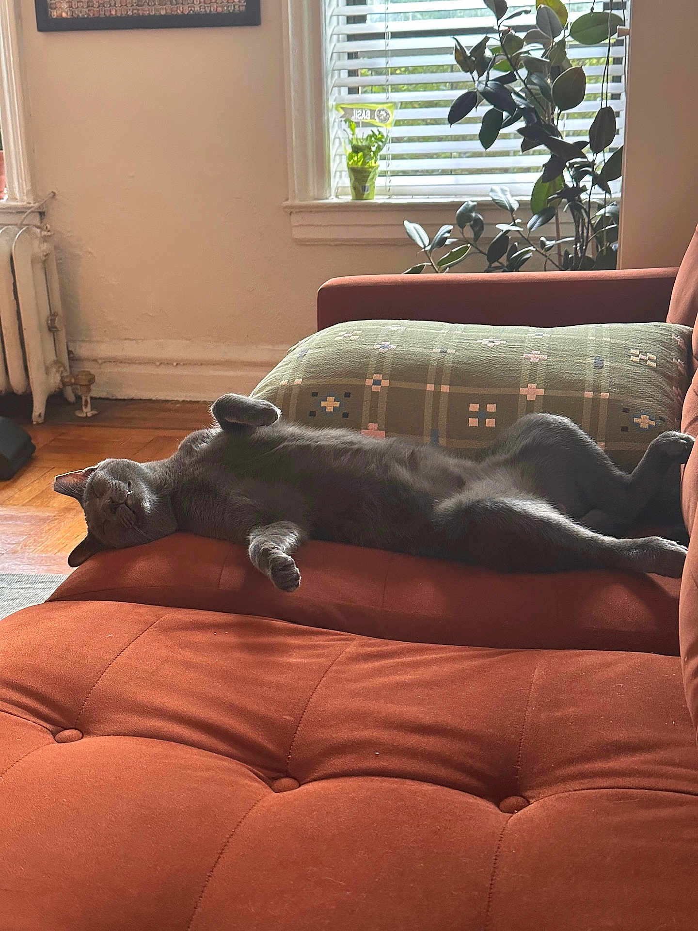 Prince Tuesday joined the competition — help win amazing prizes! cat, gray_cat, couch, indoor, relaxed, sleeping, window, blinds, plant, pillow, furniture, sunlight, home, cozy, pet, animal, living_room, resting, soft_light, comfort