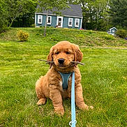 Theo is registered to the contest to win money with this photo: puppy, golden_retriever, dog, grass, leash, harness, stick, outdoor, house, tree, greenery, pet, cute, young_dog, animal, nature, summer, front_yard, playful, canine