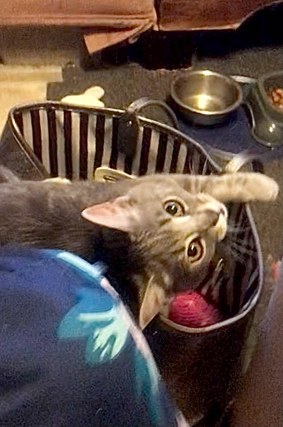 Littles joined the competition — help win amazing prizes! canidae, carnivore, cat, cat_supply, chair, claw, domestic_short_haired_cat, fang, felidae, fur, kitchen_utensil, paw, small_to_medium_sized_cats, tableware, whiskers