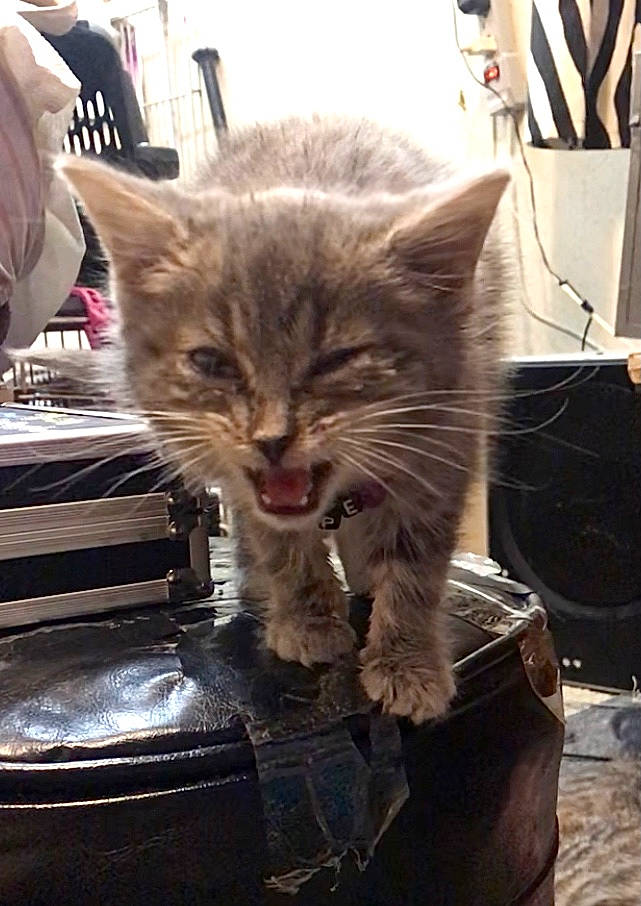 Littles is registered to the contest to win money with this photo: bag, box, british_longhair, carnivore, cat, claw, comfort, domestic_short_haired_cat, fawn, felidae, fur, lap, luggage_and_bags, paw, shipping_box, sitting, small_to_medium_sized_cats, snout, whiskers, window