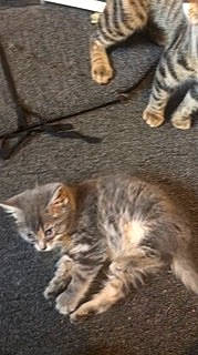 Littles joined the competition — help win amazing prizes! carnivore, cat, claw, domestic_short_haired_cat, fawn, felidae, flooring, foot, fur, human_leg, mammal, paw, sand, small_to_medium_sized_cats, snout, tail, terrestrial_animal, vertebrate, whiskers, wood