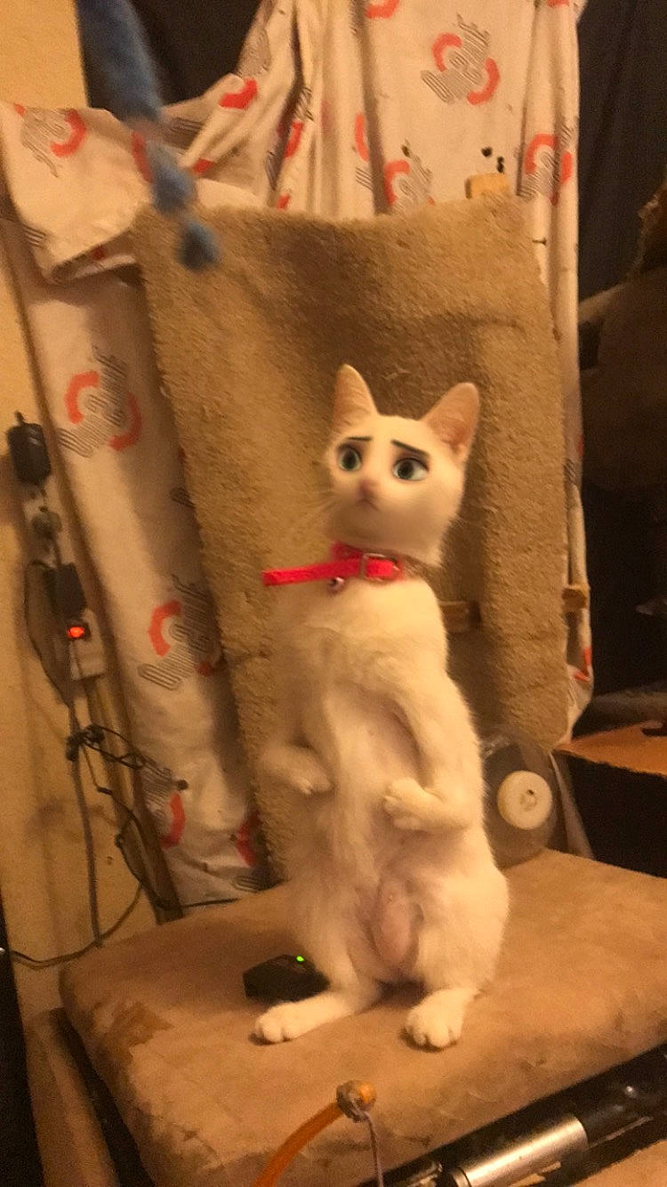 Dabby joined the competition — help win amazing prizes! carnivore, cat, companion_dog, domestic_short_haired_cat, fawn, felidae, fur, plush, polar_bear, room, small_to_medium_sized_cats, snout, stuffed_toy, tail, textile, toy, whiskers, white, winter, wood