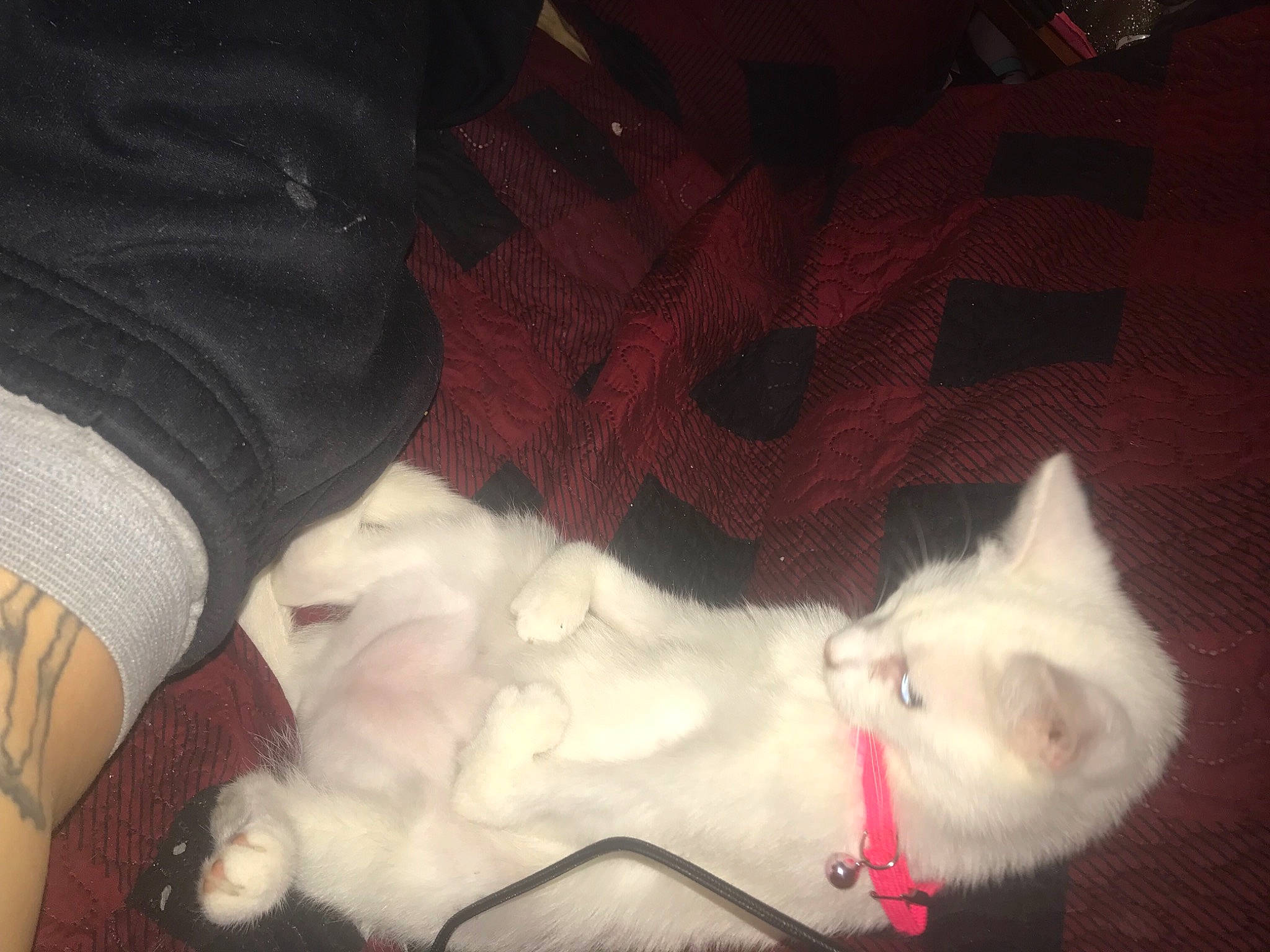 Dabby joined the competition — help win amazing prizes! carnivore, cat, chest, claw, comfort, companion_dog, dog_breed, domestic_short_haired_cat, eye, fawn, felidae, fur, lap, nap, pattern, paw, small_to_medium_sized_cats, snout, tail, whiskers