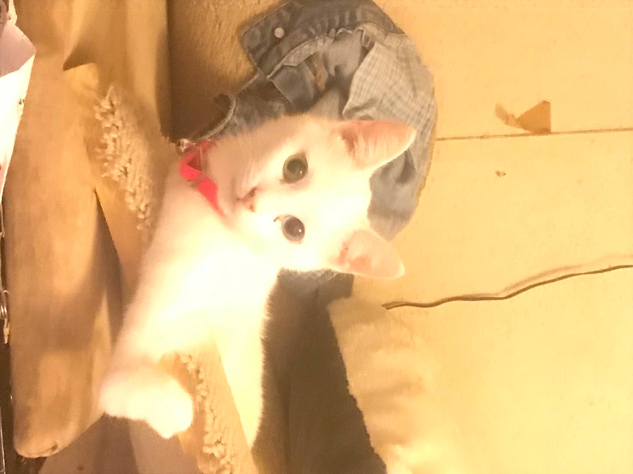 Dabby joined the competition — help win amazing prizes! canidae, carmine, carnivore, cat, dog_breed, domestic_short_haired_cat, eye, fawn, felidae, fur, non_sporting_group, paw, small_to_medium_sized_cats, snout, sporting_group, tail, terrestrial_animal, visual_arts, whiskers, wildlife