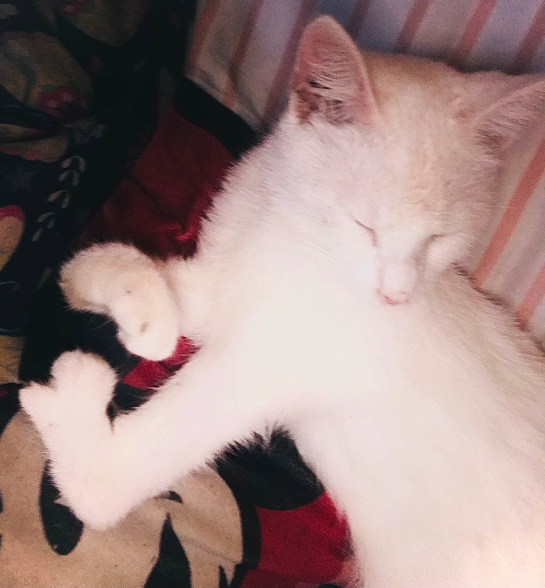 Dabby is registered to the contest to win money with this photo: carnivore, cat, chair, claw, comfort, domestic_short_haired_cat, ear, eye, fawn, felidae, fur, lap, nail, nap, paw, small_to_medium_sized_cats, snout, tail, whiskers