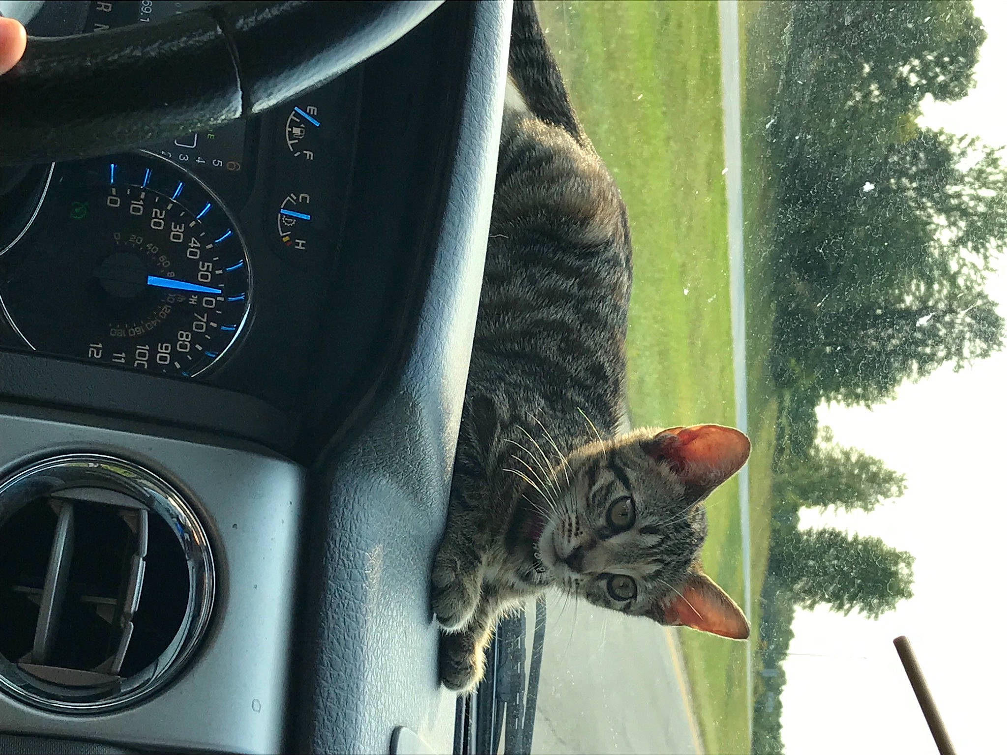 Sirri joined the competition — help win amazing prizes! automotive_design, automotive_exterior, automotive_lighting, automotive_tire, carnivore, cat, felidae, gauge, hood, mammal, motor_vehicle, photograph, plant, small_to_medium_sized_cats, speedometer, tree, vehicle, vehicle_door, vertebrate, whiskers