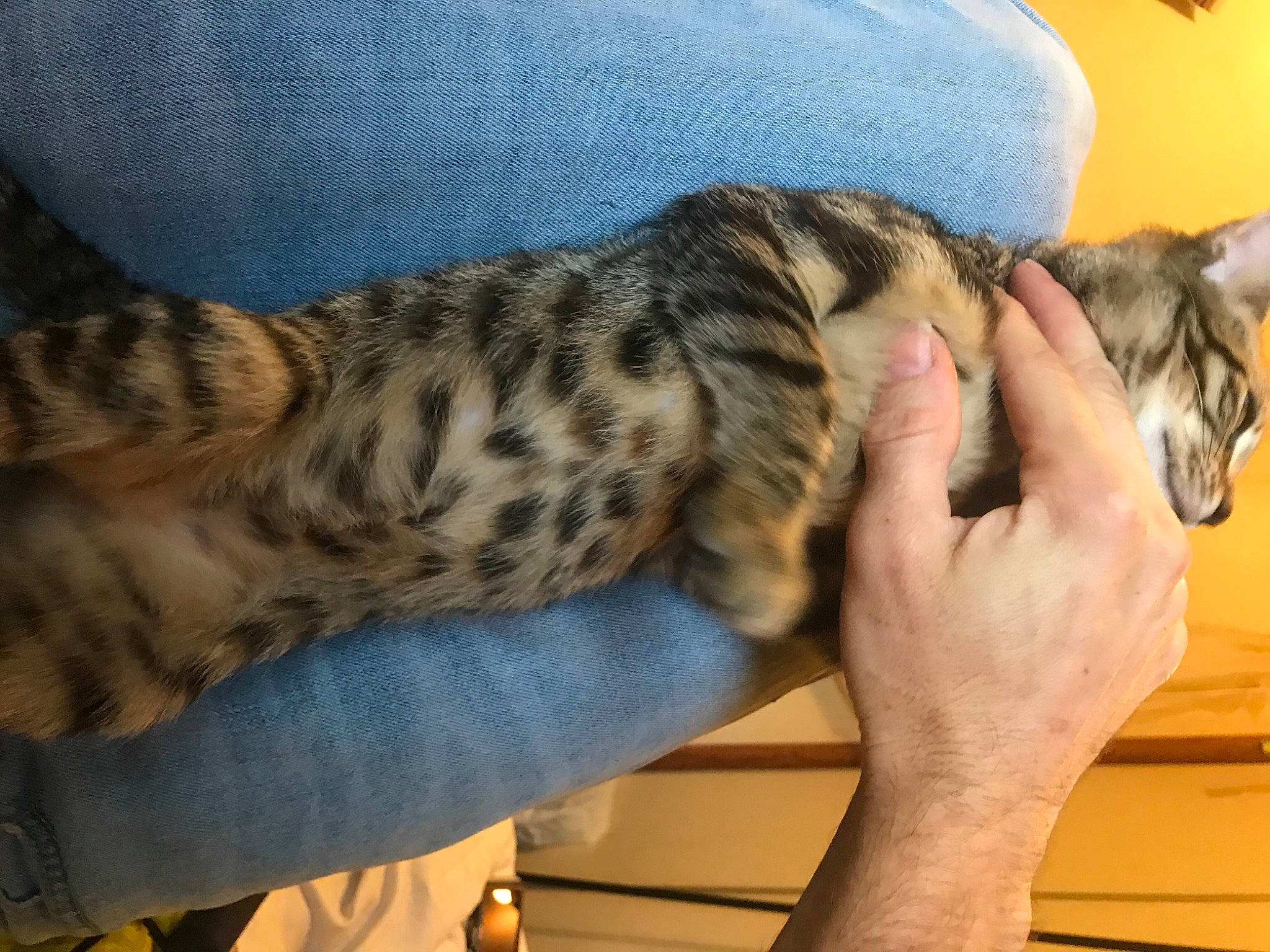 Sirri joined the competition — help win amazing prizes! big_cats, carnivore, cat, claw, comfort, domestic_short_haired_cat, fawn, felidae, fur, gesture, human_leg, leg, mammal, nail, paw, small_to_medium_sized_cats, snout, tail, whiskers, wildlife