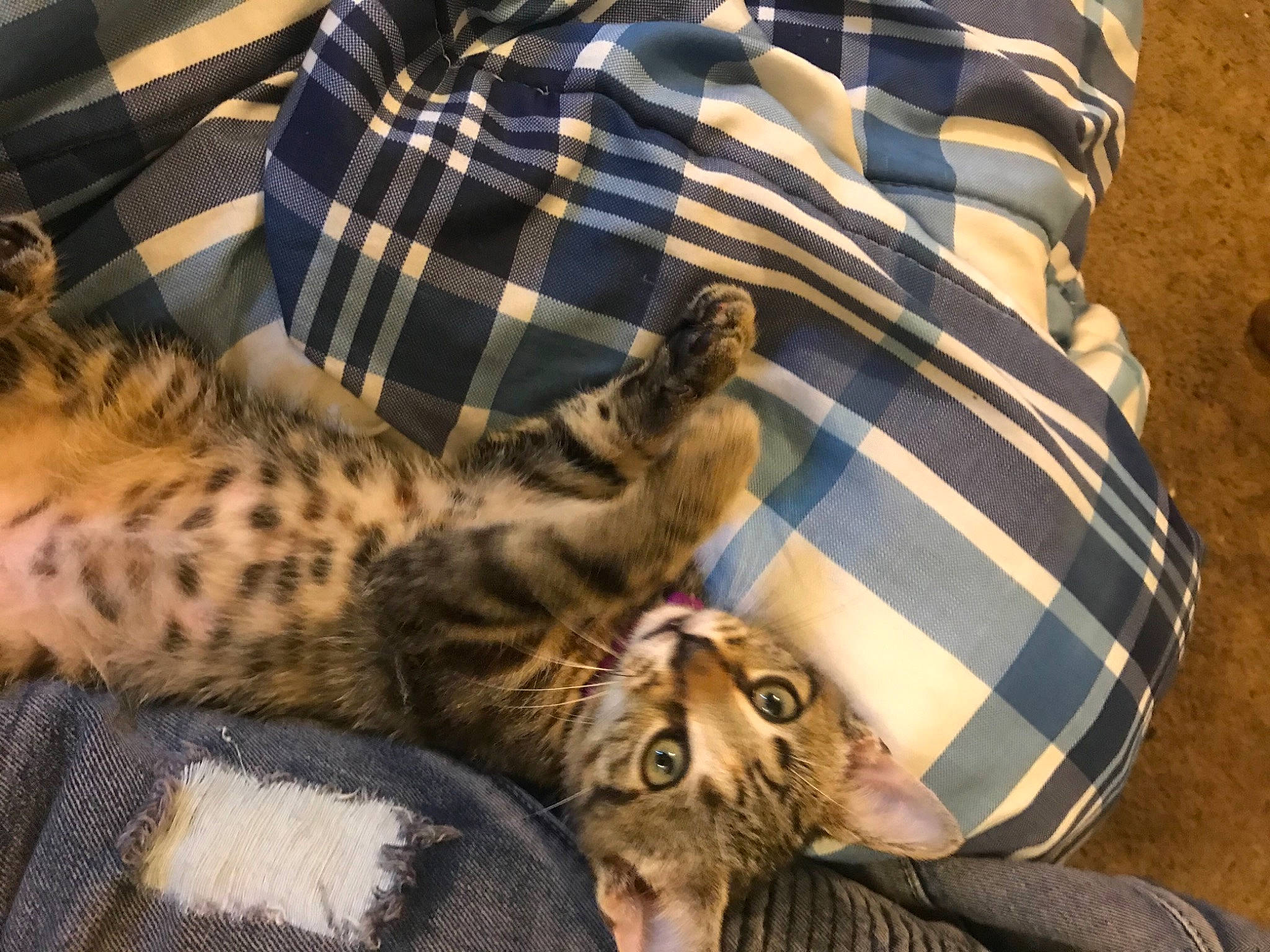 Sirri joined the competition — help win amazing prizes! bed, carnivore, cat, comfort, domestic_short_haired_cat, fawn, felidae, fur, linens, mammal, pattern, plaid, sleeve, small_to_medium_sized_cats, snout, tartan, terrestrial_animal, vertebrate, whiskers, wildlife