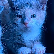 Pixie joined the competition — help win amazing prizes! adorable, animal, blue_lighting, cat, close_up, dark_background, dramatic_lighting, ears, eyes, fluffy, front_view, indoor, kitten, paws, pet, pink_nose, portrait, sitting, whiskers, white_fur