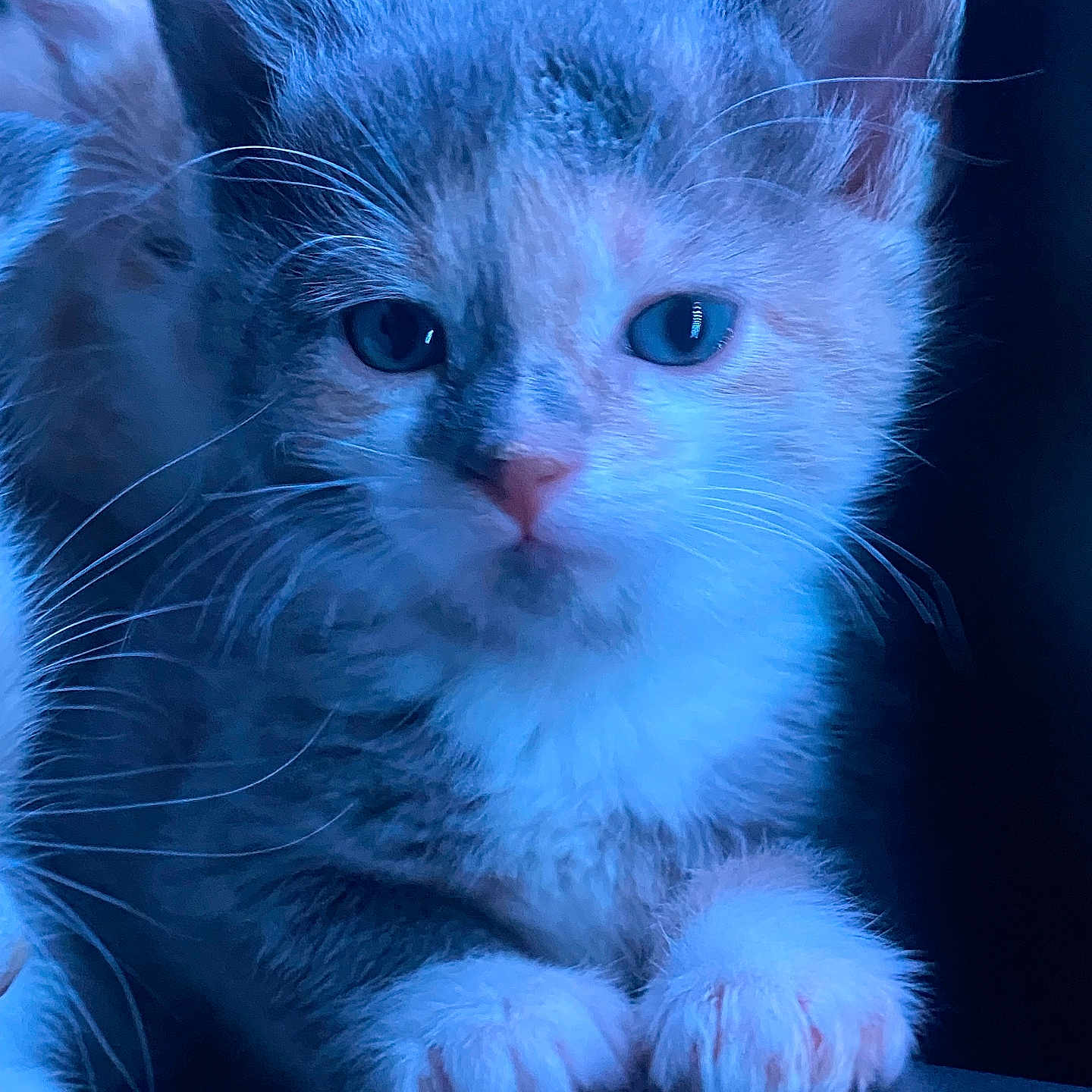 Pixie