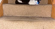 Sophie is registered to the contest to win money with this photo: cat, stairs, carpet, indoor, pet, animal, black_and_white, resting, feline, wood, banister, flash, reflection, home, cozy, sleeping, quiet, domestic, cute, relaxed