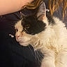 Sophie joined the competition — help win amazing prizes! cat, black_and_white, fluffy, pet, animal, fur, whiskers, relaxed, indoor, person, human, arm, hair, closeup, portrait, companion, cute, resting, comfort, soft