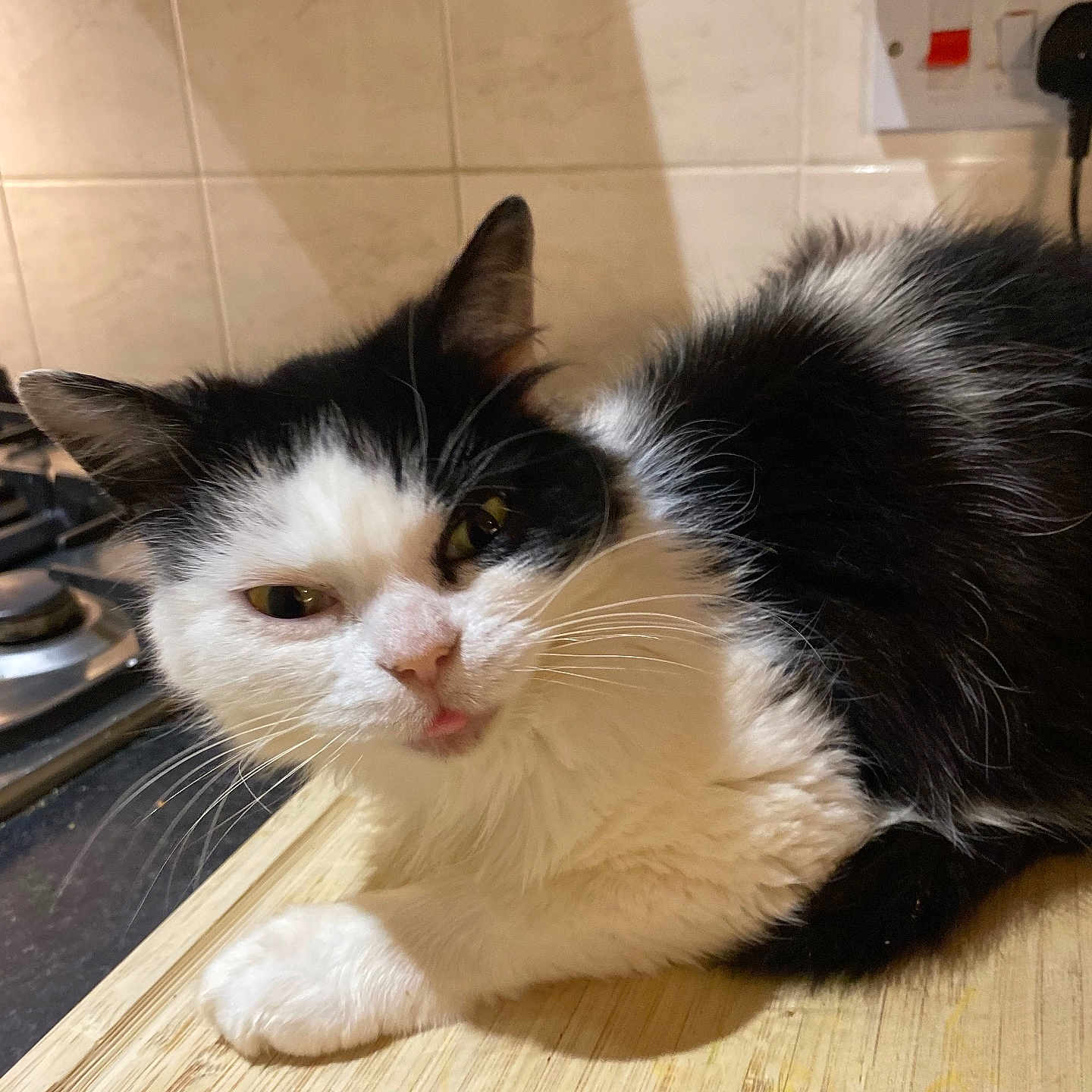 Sophie joined the competition — help win amazing prizes! cat, black_and_white, feline, pet, indoor, kitchen, tongue_out, wooden_surface, tile_wall, stove, fur, whiskers, cute, animal, domestic, resting, close_up, face, ears, eyes