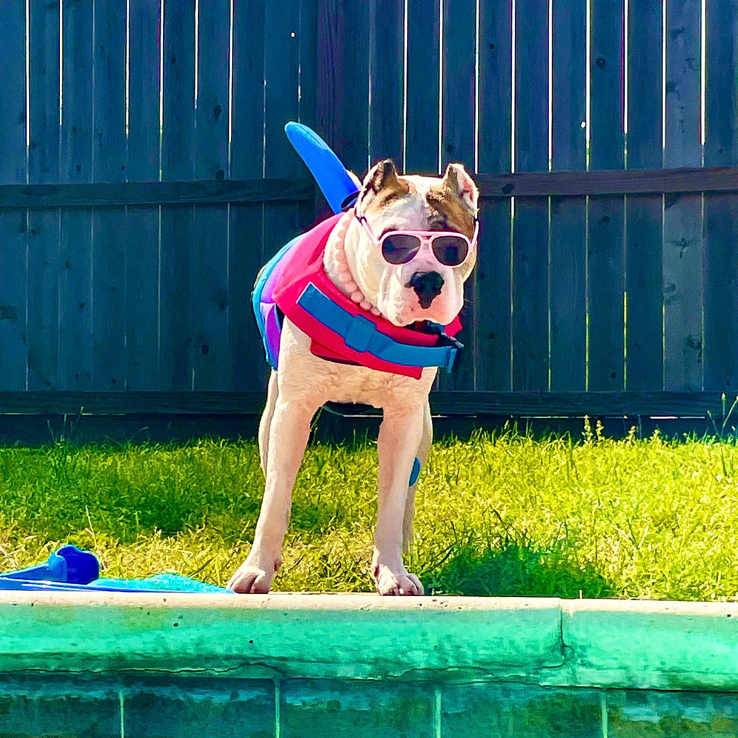 Kiki Love joined the competition — help win amazing prizes! accessories, animal, backyard, bulldog, canine, dog, face, grass, indoors, interiordesign, nature, outdoors, pet, plant, pool, summer, sunglasses, swimmingpool, water, yard