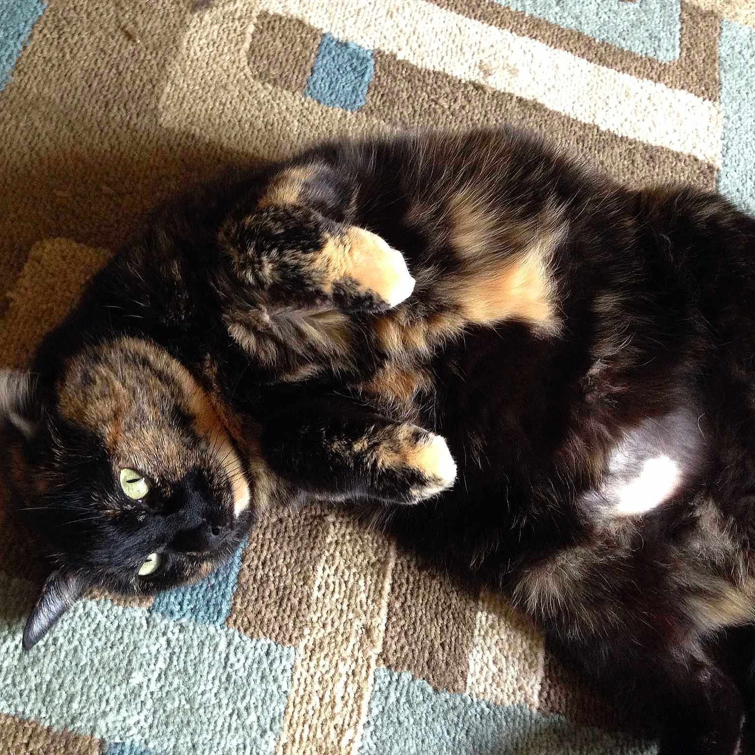 Spunky is registered to the contest to win money with this photo: