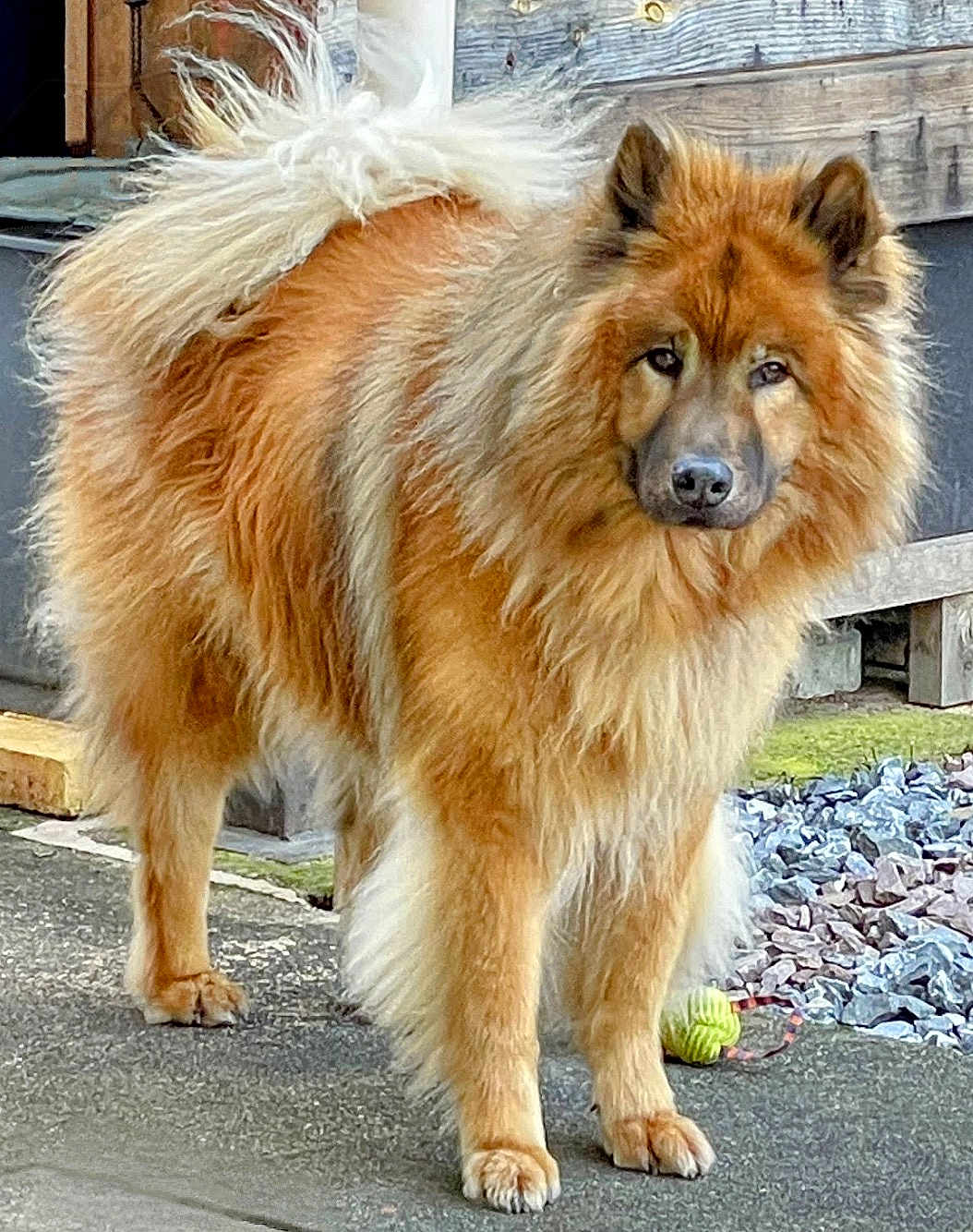 Inouk a rejoint le concours — aidez-le/la à gagner de superbes lots ! dog, fluffy, outdoor, standing, fur, pet, animal, tennis_ball, curious, wood, concrete, gravel, toy, brown, tail, ears, face, paw, fence, nature