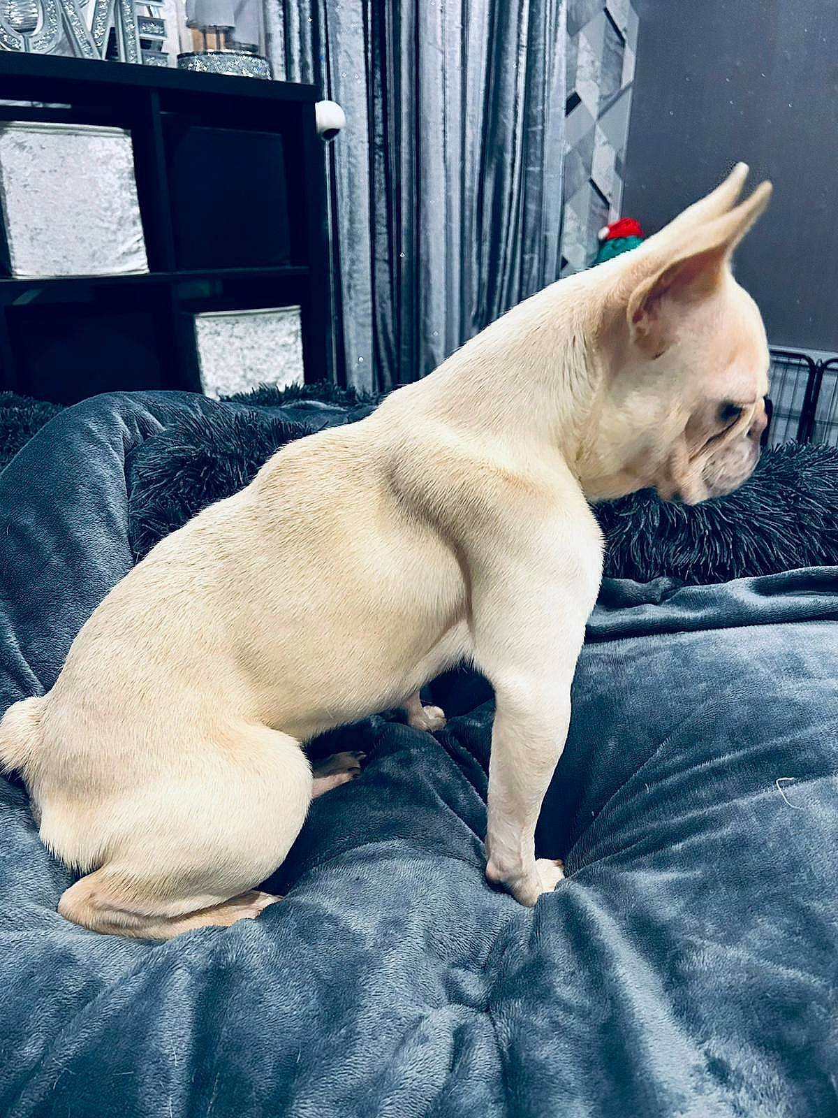 Dolly is registered to the contest to win money with this photo: canidae, carnivore, comfort, companion_dog, dog, dog_breed, ear, fawn, felidae, foot, fur, jaw, linens, small_to_medium_sized_cats, snout, sporting_group, tail, terrestrial_animal, whiskers, working_animal