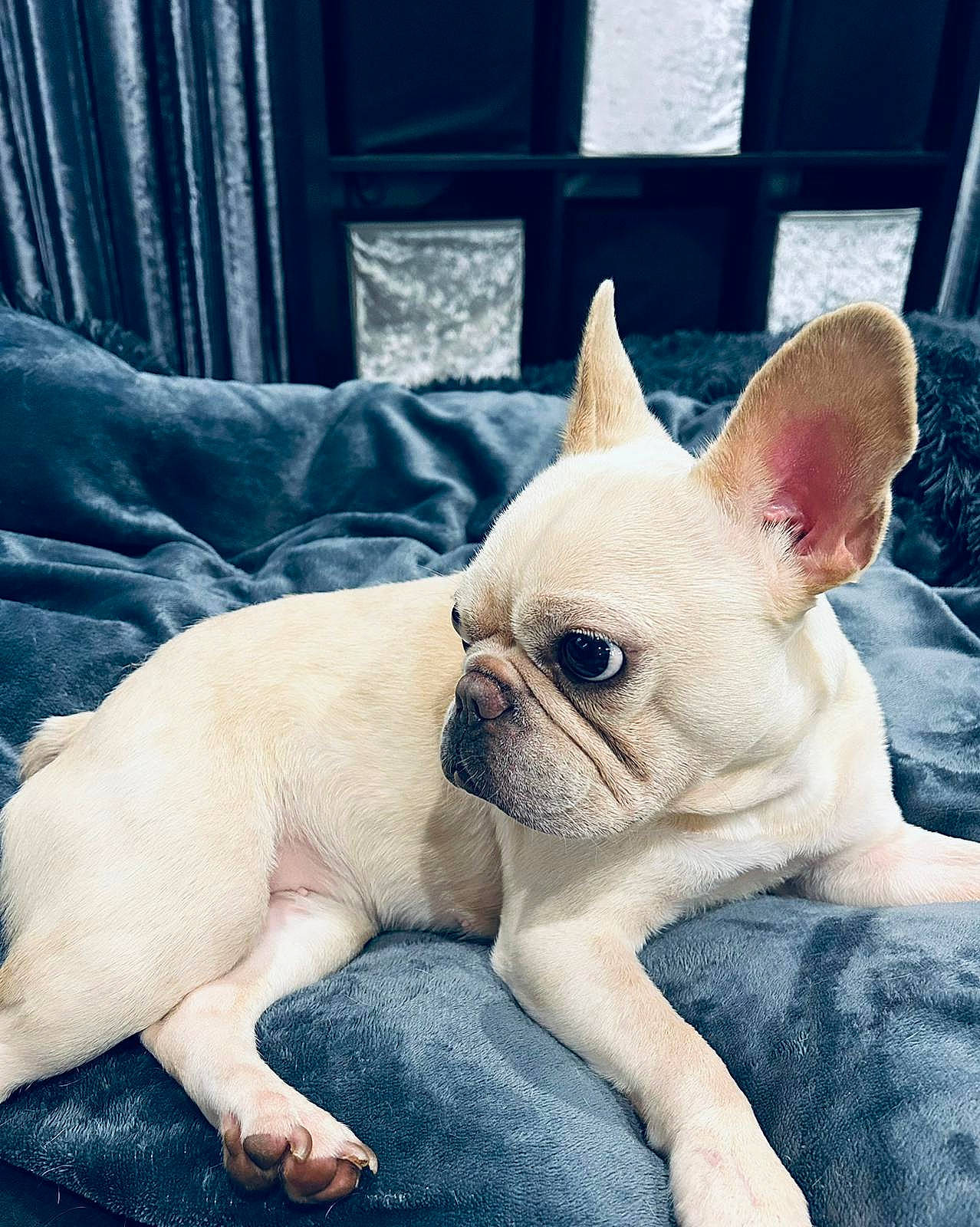 Dolly is registered to the contest to win money with this photo: bulldog, canidae, carnivore, comfort, companion_dog, curtain, dog, dog_breed, ear, eye, face, fawn, head, human_body, snout, sporting_group, terrestrial_animal, toy_dog, whiskers, working_animal