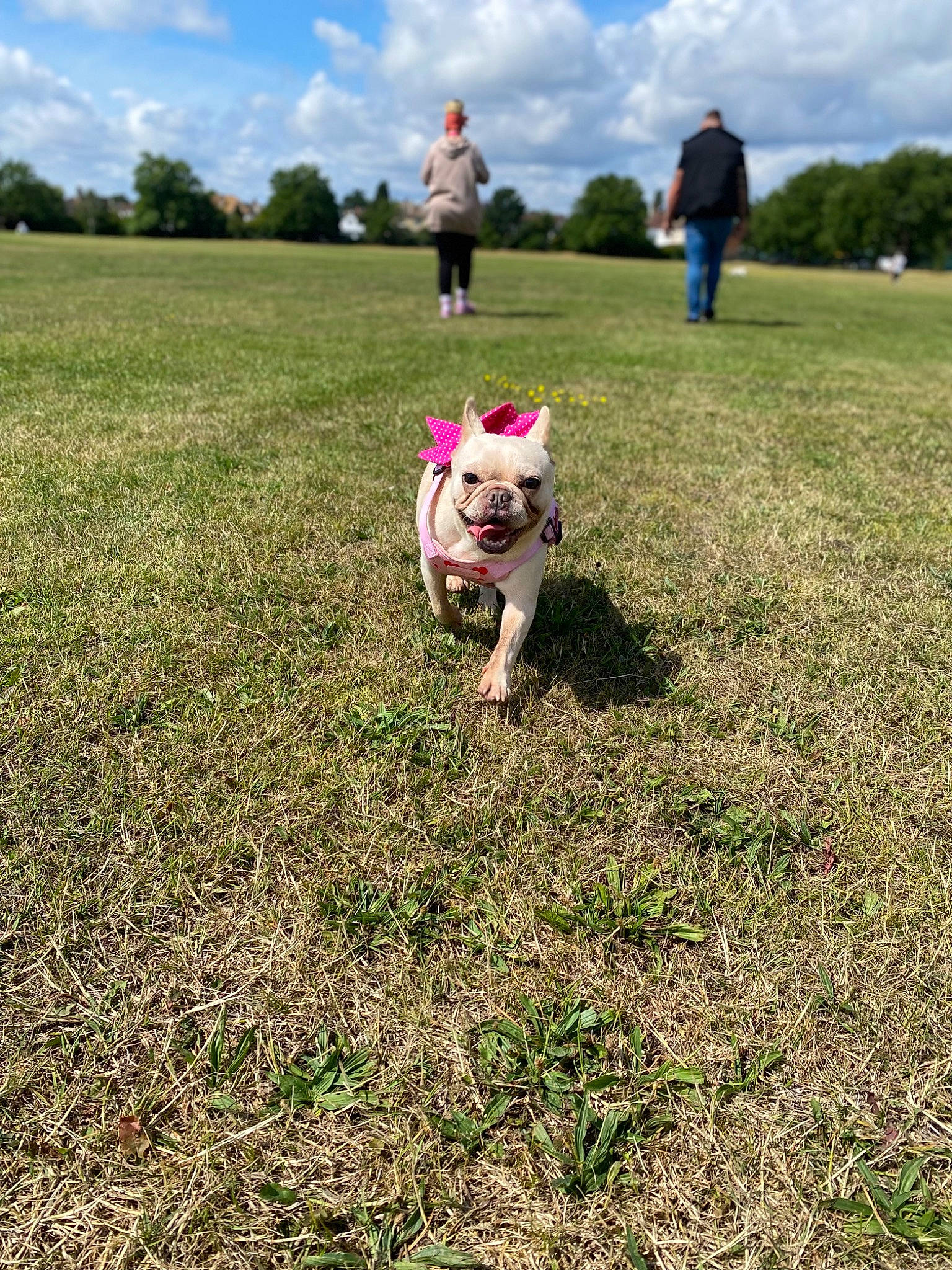 Dolly joined the competition — help win amazing prizes! carnivore, cloud, companion_dog, dog, dog_breed, fawn, field, grass, grass_family, grassland, happy, landscape, lawn, meadow, people_in_nature, plant, sky, sporting_group, tree, working_animal