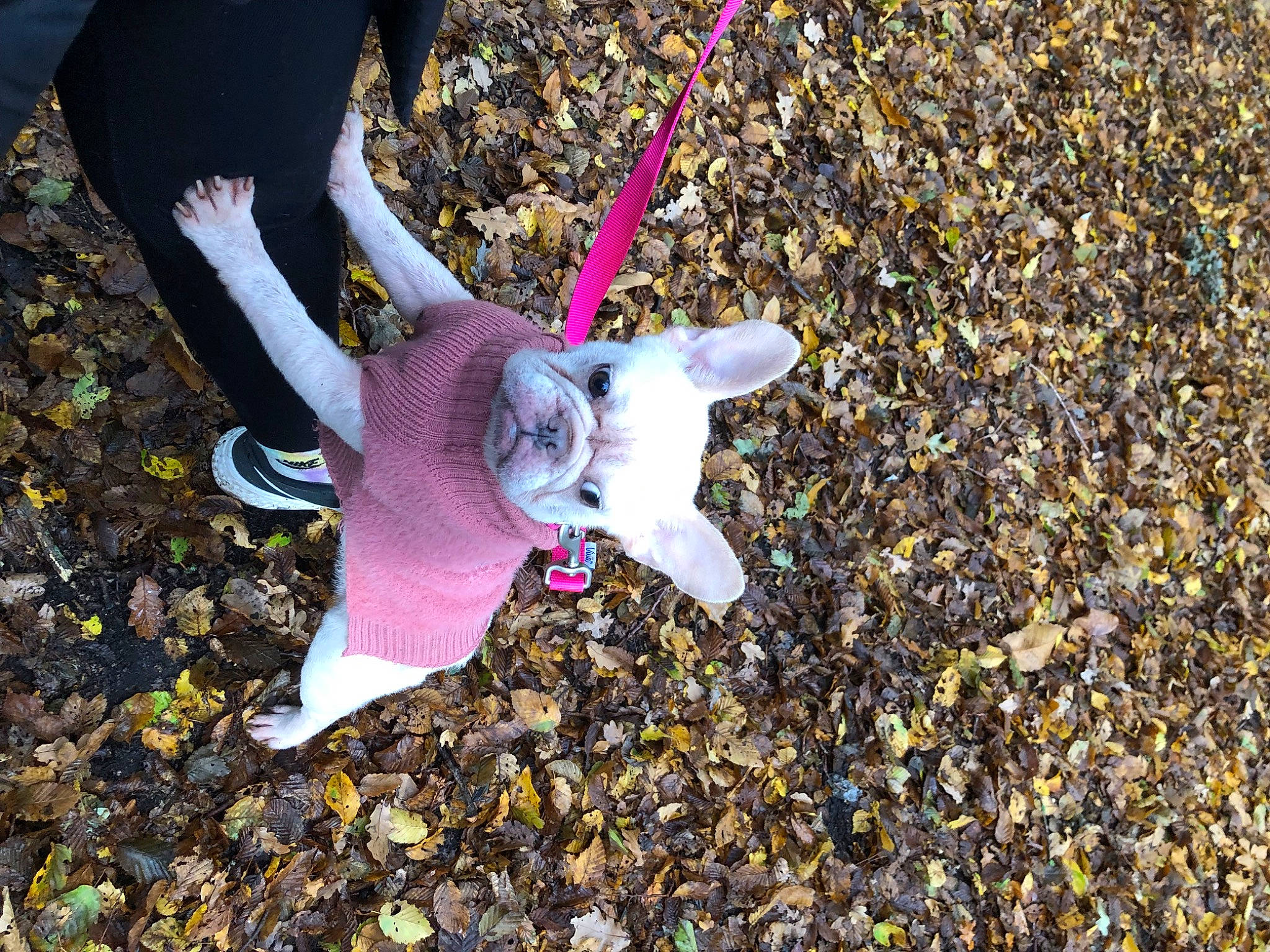 Dolly joined the competition — help win amazing prizes! asphalt, auto_part, automotive_wheel_system, fashion_accessory, flower, flowering_plant, fun, grass, herbaceous_plant, magenta, moth_orchid, pebble, petal, plant, road_surface, soil, tail, terrestrial_plant, tree, twig