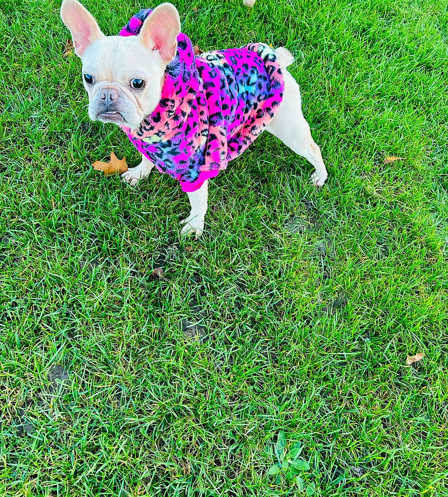 Dolly is registered to the contest to win money with this photo: art, canidae, carnivore, companion_dog, dog, dog_breed, dog_supply, electric_blue, fawn, grass, grassland, green, groundcover, pattern, people_in_nature, plant, sporting_group, tail, terrestrial_animal, working_animal