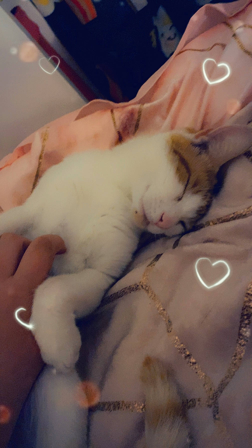 Crunchie joined the competition — help win amazing prizes! abdomen, carnivore, cat, chest, cloud, comfort, domestic_short_haired_cat, eyelash, fawn, felidae, flesh, fur, linens, nail, paw, small_to_medium_sized_cats, snout, tail, trunk, whiskers