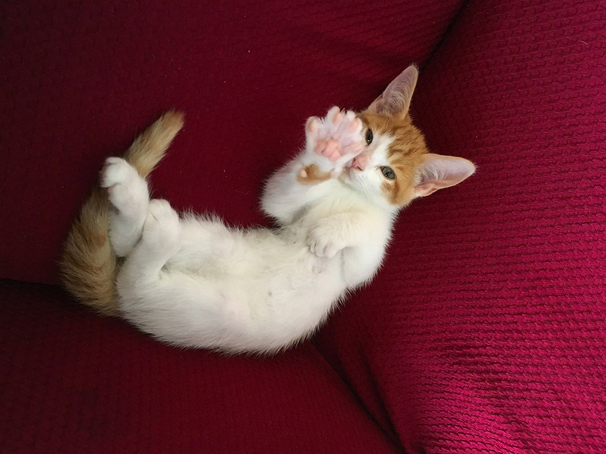 Crunchie is registered to the contest to win money with this photo: canidae, cat, cat_toy, claw, comfort, domestic_short_haired_cat, felidae, foot, fur, gesture, paw, small_to_medium_sized_cats, tail, whiskers