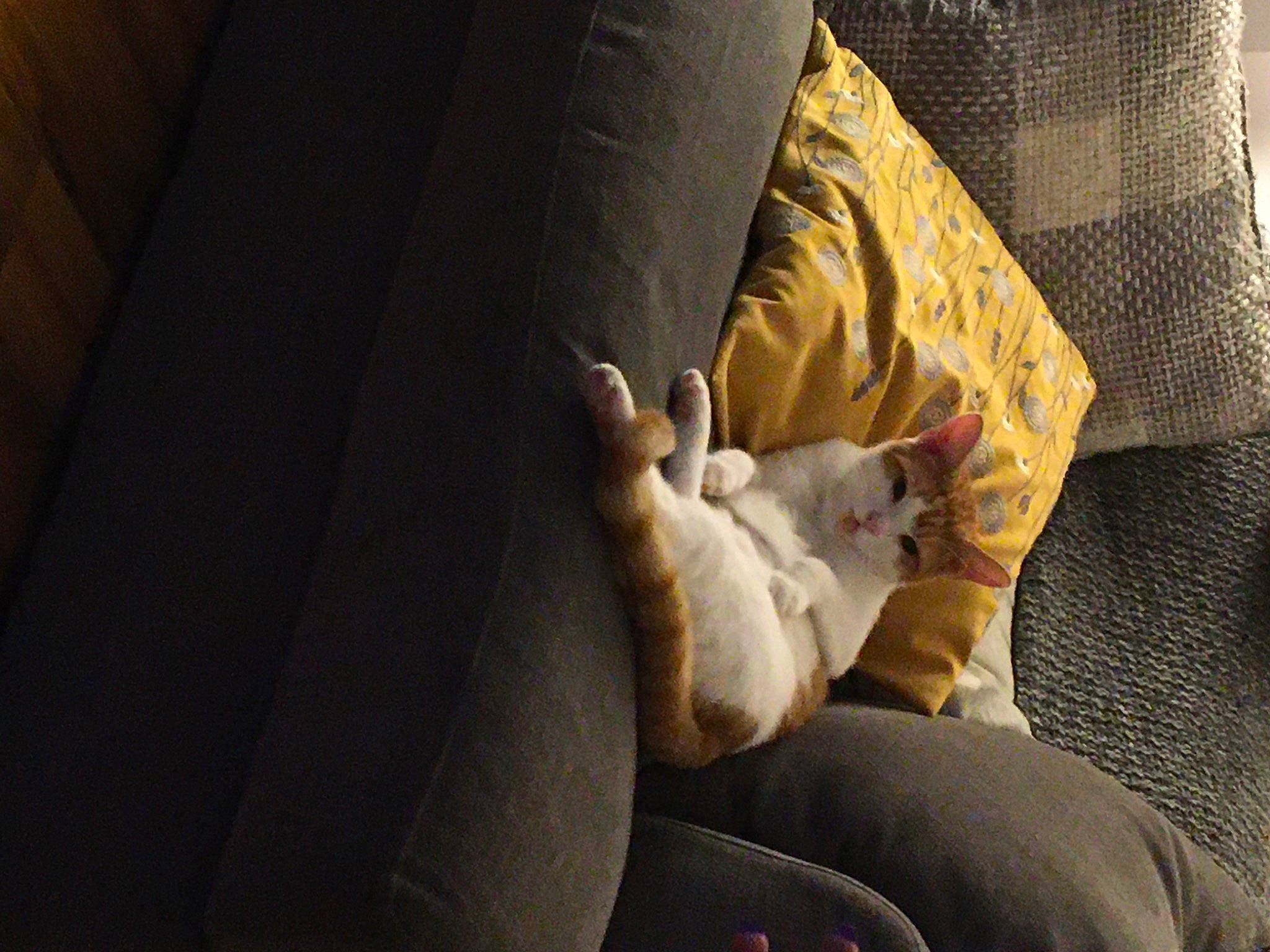 Crunchie joined the competition — help win amazing prizes! comfort, companion_dog, couch, darkness, felidae, finger, foot, fur, gesture, human_leg, knee, linens, nail, sitting, small_to_medium_sized_cats, thigh, thumb, tints_and_shades, wood, wrist