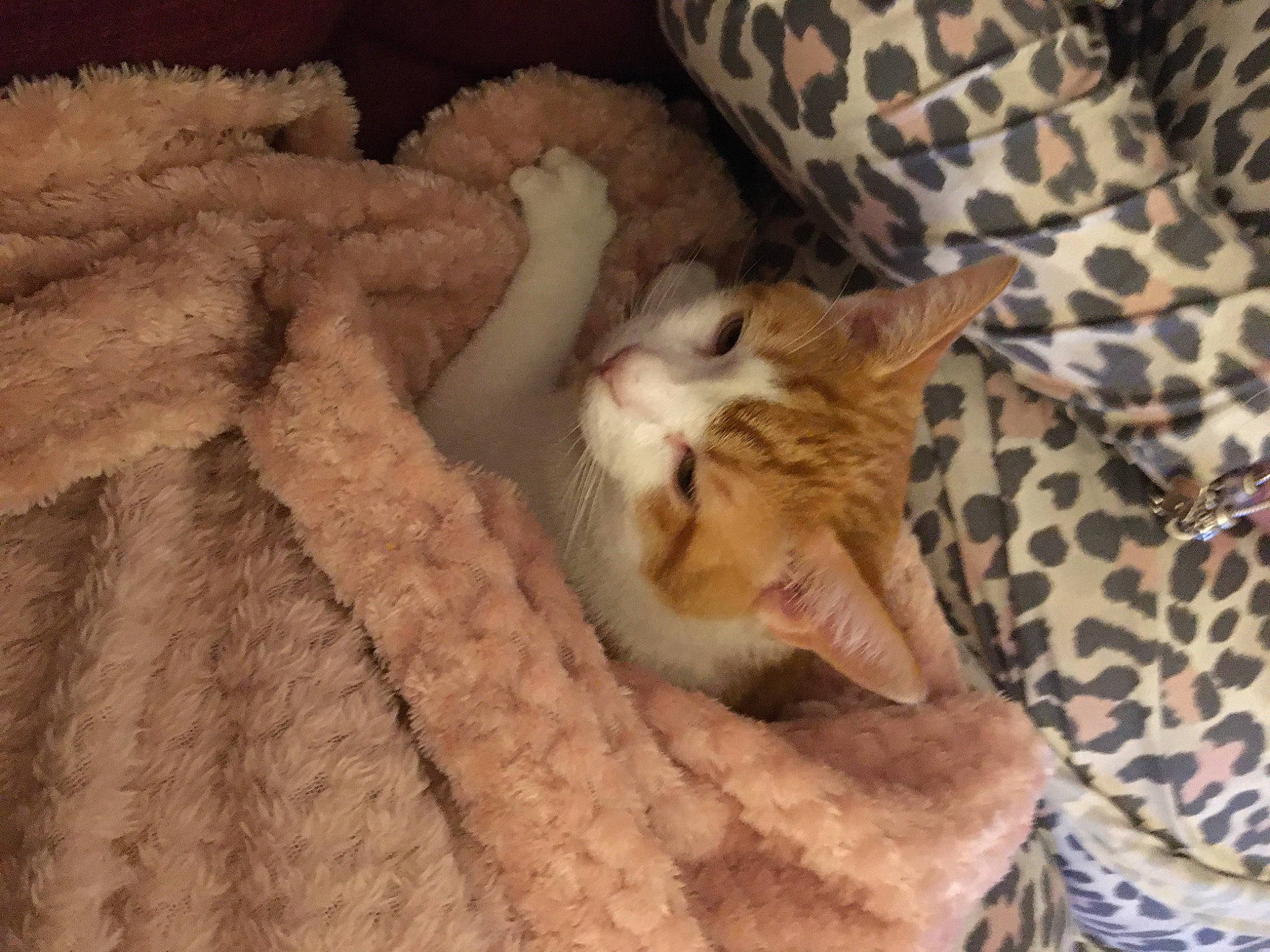 Crunchie joined the competition — help win amazing prizes! blanket, brown, carnivore, cat, cat_bed, cat_supply, comfort, couch, domestic_short_haired_cat, felidae, fur, linens, pattern, paw, room, small_to_medium_sized_cats, tail, whiskers, wood