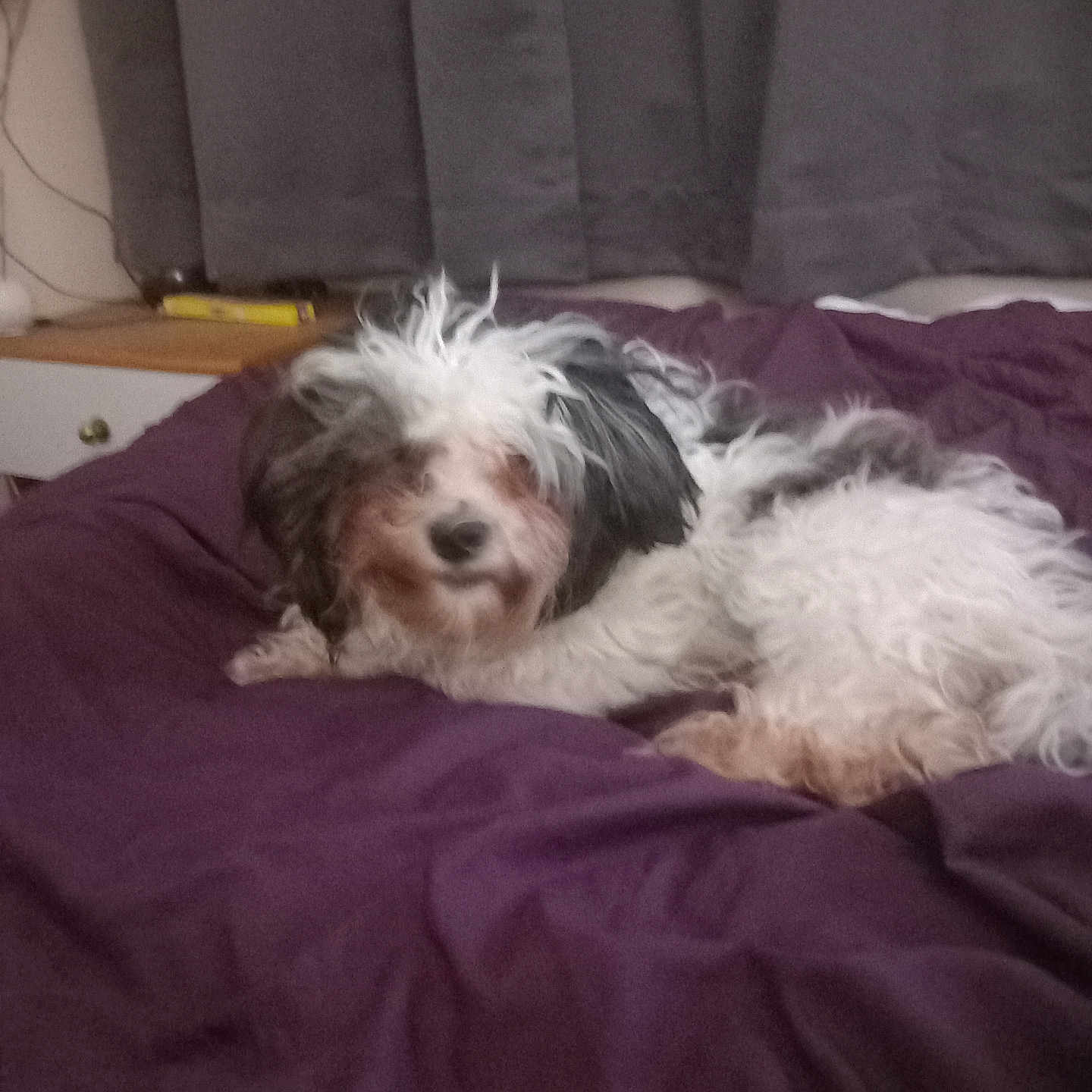 Albey is registered to the contest to win money with this photo: affenpinscher, animal, bed, bedroom, blanket, canine, cockerspaniel, couch, cushion, dog, furniture, homedecor, indoors, linen, person, pet, poodle, puppy, room, terrier
