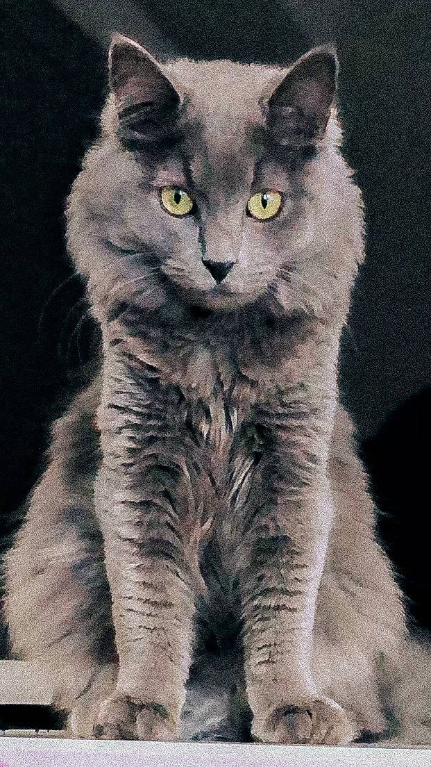 Wolfe