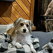 Freddy joined the competition — help win amazing prizes! dog, blanket, cozy, wooden_wall, indoor, pet, fur, resting, brown, white, small_dog, plaid, texture, door, relaxing, animal, companion, cute, domestic, home