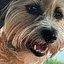 Ozzy is registered to the contest to win money with this photo: dog, close_up, pet, animal, fur, teeth, mouth, nose, eye, whiskers, happy, canine, scruffy, indoor, window, reflection, greenery, portrait, friendly, cute