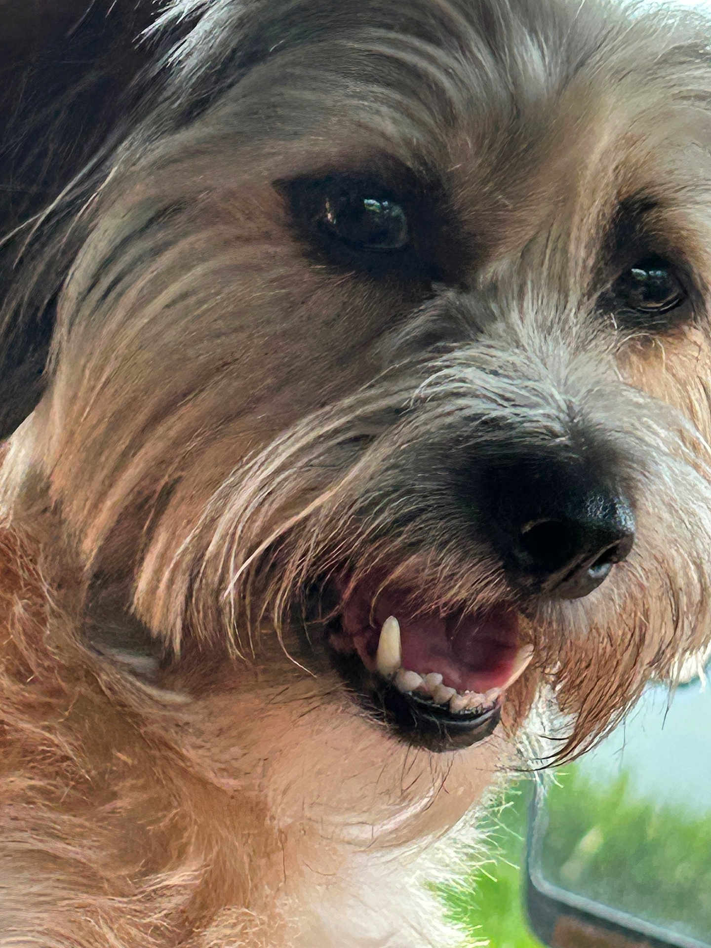 Ozzy is registered to the contest to win money with this photo: dog, close_up, pet, animal, fur, teeth, mouth, nose, eye, whiskers, happy, canine, scruffy, indoor, window, reflection, greenery, portrait, friendly, cute
