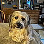 Ozzy joined the competition — help win amazing prizes! dog, fluffy, pet, indoor, blanket, wooden_chair, dresser, mirror, home_decor, flowers, wall_art, cozy, relaxed, portrait, animal, furniture, living_room, cute, fur, companion