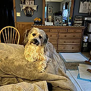 Ozzy joined the competition — help win amazing prizes! dog, blanket, living_room, furniture, mirror, decor, flowers, wooden_chair, carpet, cushion, pet, cozy, indoor, home, table, sign, reflection, fur, relaxed, cute