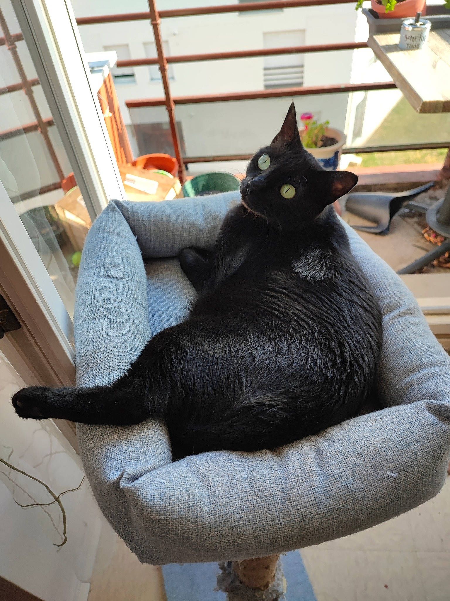 Palamos-léane participe au concours pour gagner de l'argent avec cette photo : black_cat, bombay, carmine, carnivore, cat, chair, claw, comfort, domestic_short_haired_cat, felidae, fur, grey, linens, paw, sitting, small_to_medium_sized_cats, snout, tail, terrestrial_animal, whiskers
