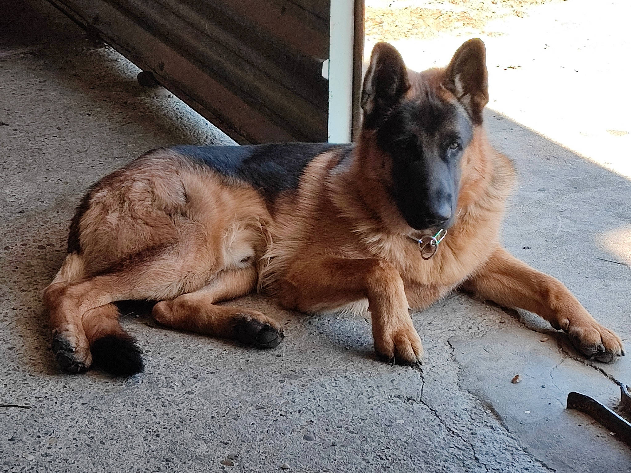 Swat a rejoint le concours — aidez-le/la à gagner de superbes lots ! ancient_dog_breeds, belgian_shepherd_malinois, carnivore, companion_dog, dog, dog_breed, east_european_shepherd, german_shepherd_dog, herding_dog, king_shepherd, old_german_shepherd_dog, road_surface, snout, street_dog, tail, terrestrial_animal, tervuren, working_animal, working_dog