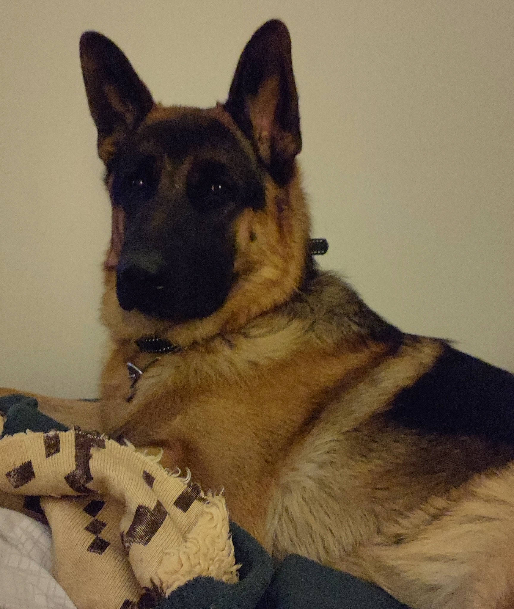 Swat a rejoint le concours — aidez-le/la à gagner de superbes lots ! canidae, carnivore, companion_dog, dog, dog_breed, dog_supply, east_european_shepherd, fawn, fur, german_shepherd_dog, herding_dog, king_shepherd, old_german_shepherd_dog, pet_supply, snout, sporting_group, terrestrial_animal, whiskers, working_animal, working_dog