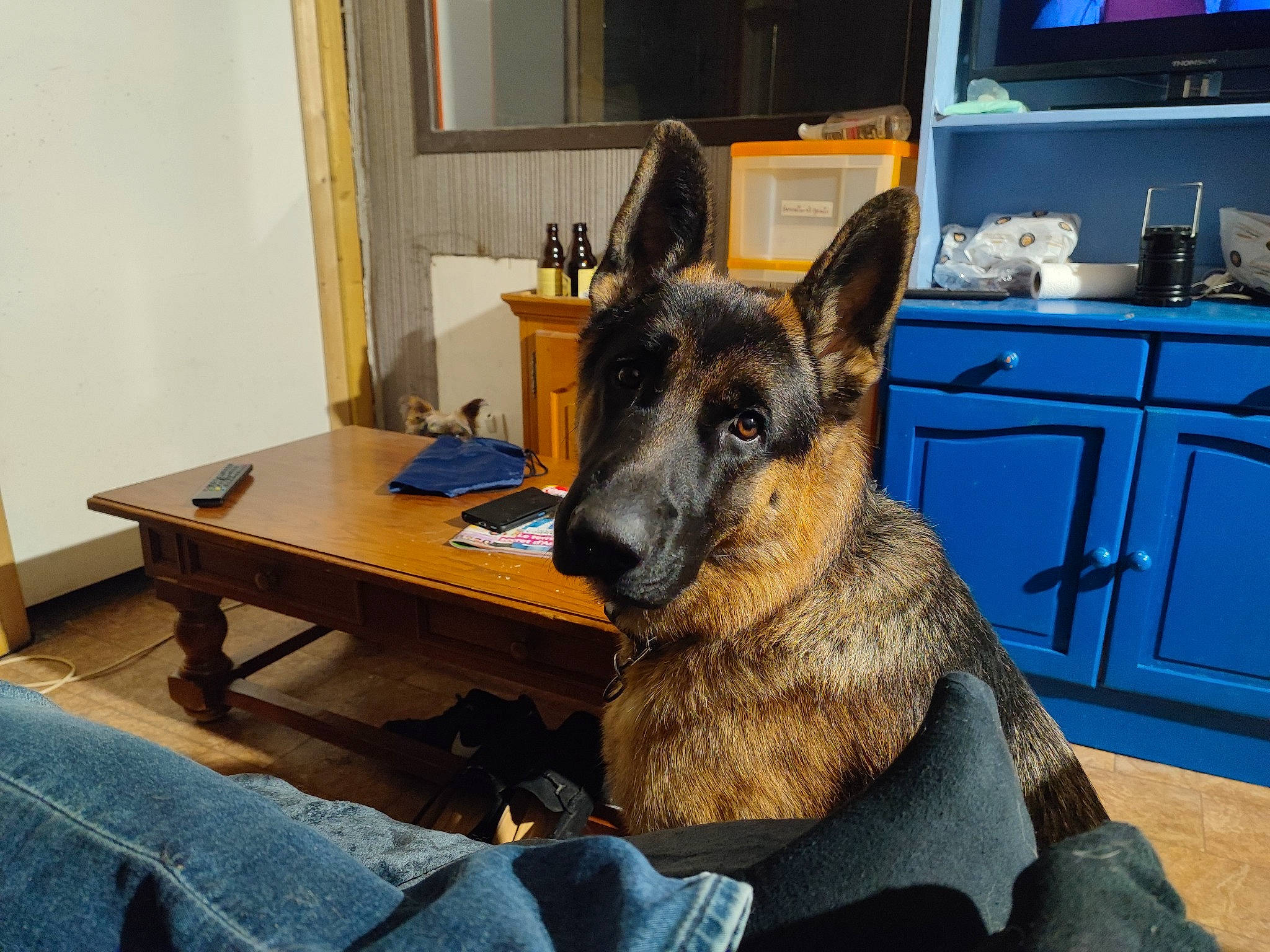 Swat participe au concours pour gagner de l'argent avec cette photo : blue, cabinetry, carnivore, comfort, companion_dog, curtain, dog, dog_breed, ear, fawn, flooring, german_shepherd_dog, herding_dog, kitchen_appliance, mammal, old_german_shepherd_dog, picture_frame, snout, television, window