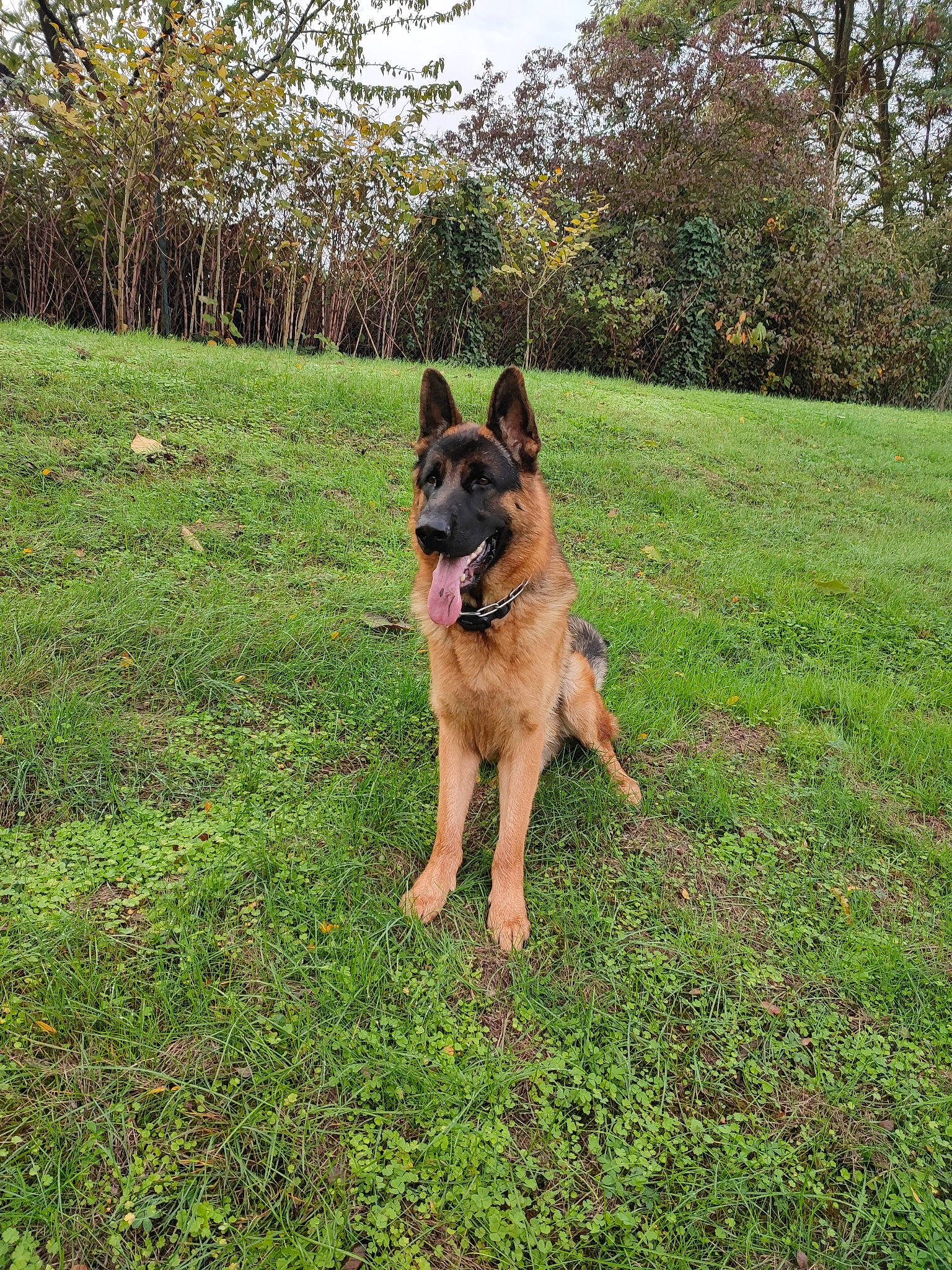 Swat a rejoint le concours — aidez-le/la à gagner de superbes lots ! canidae, carnivore, companion_dog, dog, dog_breed, east_european_shepherd, fawn, german_shepherd_dog, grass, groundcover, herding_dog, king_shepherd, old_german_shepherd_dog, plant, sky, sporting_group, tail, tree, working_animal, working_dog