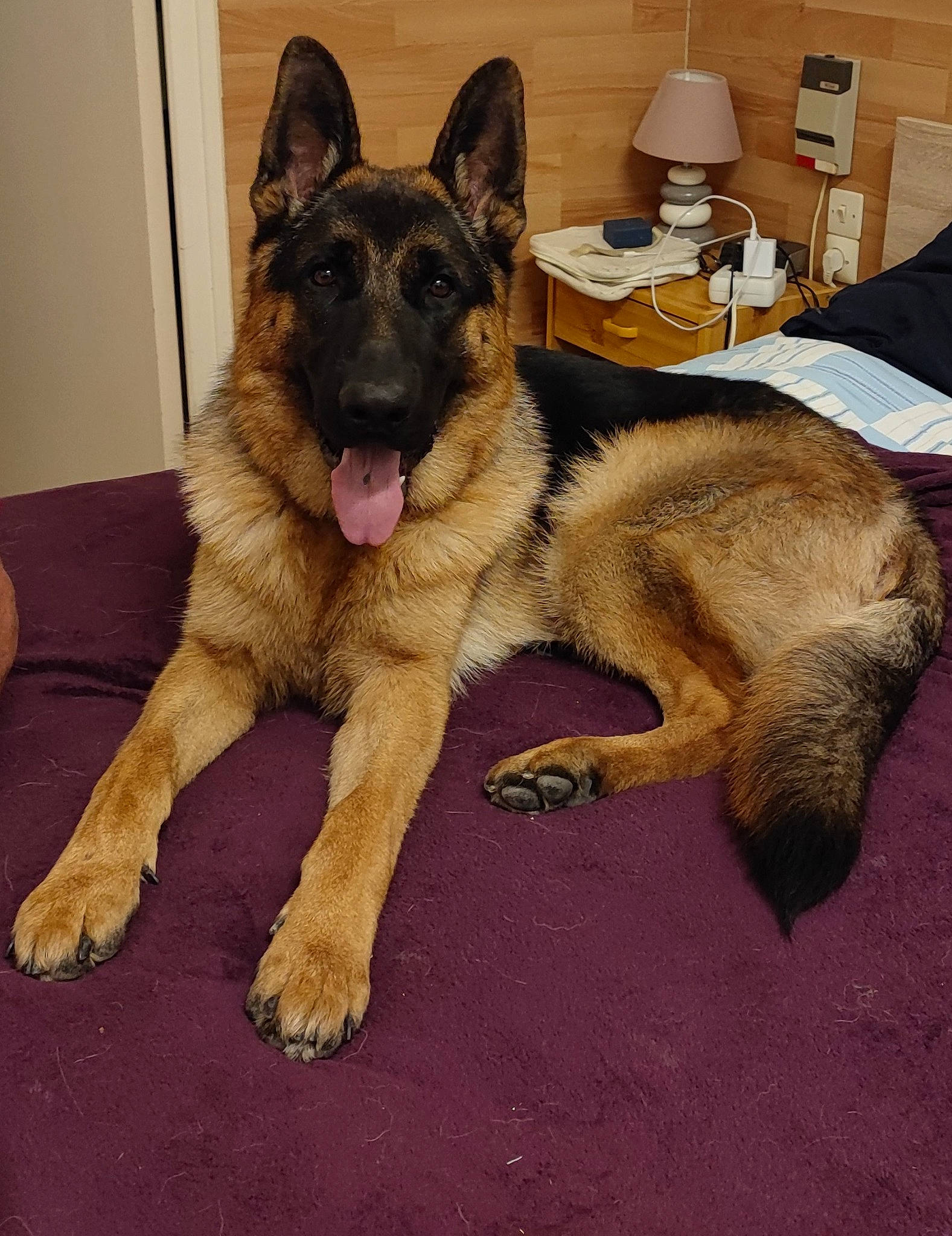 Swat a rejoint le concours — aidez-le/la à gagner de superbes lots ! belgian_shepherd_malinois, canidae, carnivore, companion_dog, dog, dog_breed, east_european_shepherd, fawn, foot, fur, german_shepherd_dog, herding_dog, king_shepherd, old_german_shepherd_dog, paw, snout, sporting_group, tableware, working_animal, working_dog