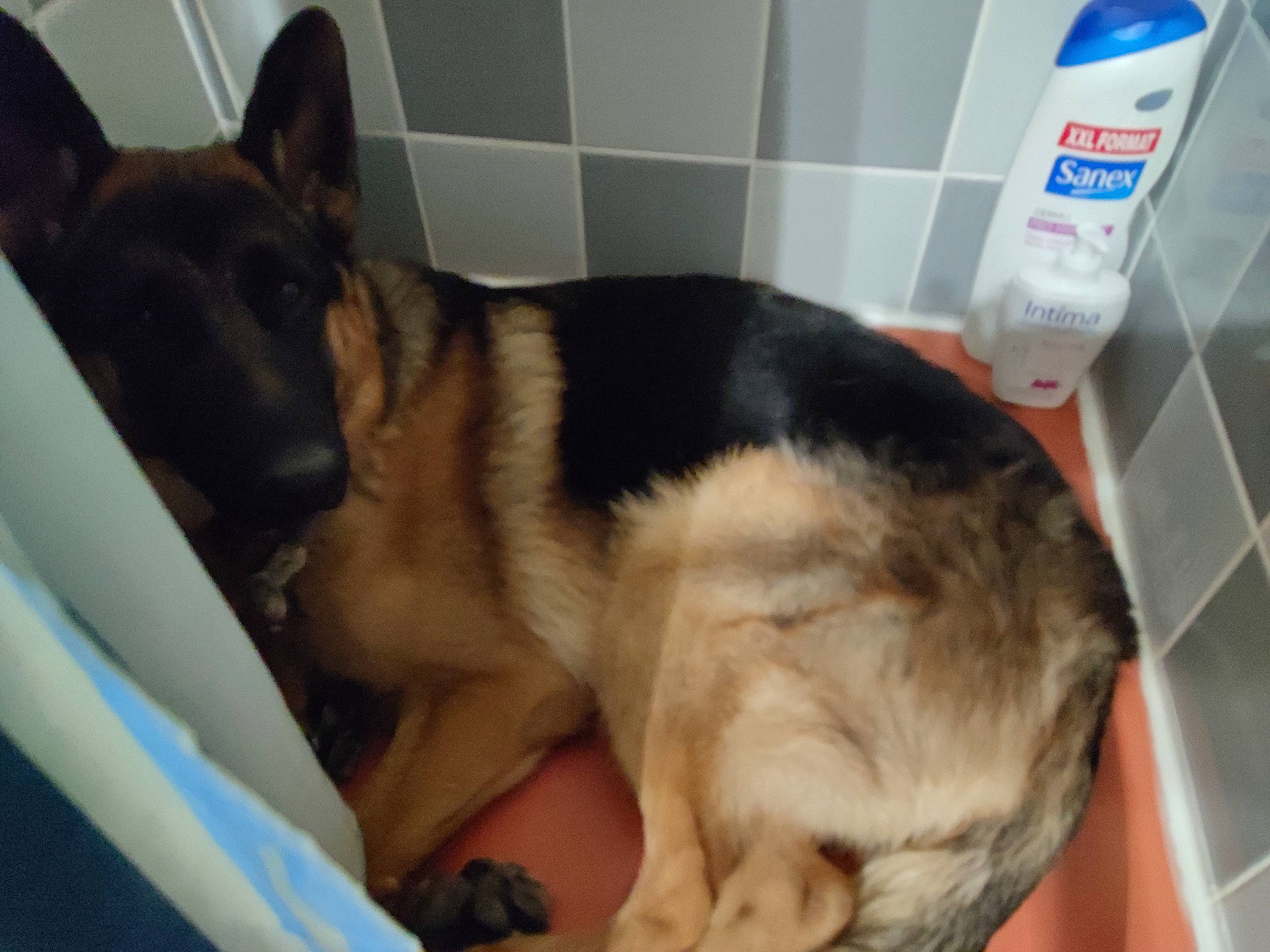 Swat a rejoint le concours — aidez-le/la à gagner de superbes lots ! animal_shelter, canidae, carnivore, comfort, companion_dog, dog, dog_breed, east_european_shepherd, fawn, fur, gas, german_shepherd_dog, mammal, old_german_shepherd_dog, pet_supply, snout, sporting_group, tail, whiskers, working_animal