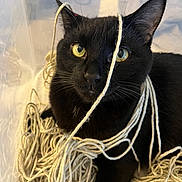 Binx is registered to the contest to win money with this photo:  tangled_yarn, animal, black_cat, cat, close_up, cozy, dramatic_lighting, feline, fur, golden_eyes, indoor, playful, pointed_ears, portrait, staring, string, textile, whiskers, yarn, yellow_eyes