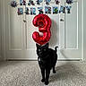 Binx joined the competition — help win amazing prizes! balloon, birthday, black_cat, carpet, cat, closet_doors, collar, decorations, feline, funny, green_eyes, home, indoor, number_three, pet, portrait, red_balloon, spiderman, standing, superhero